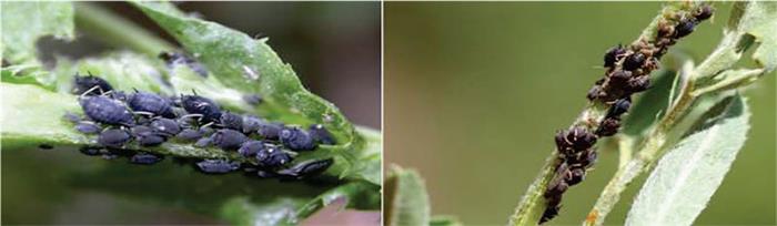 شته لگومینوز